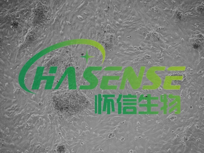 大鼠Ⅱ型肺泡上皮細(xì)胞