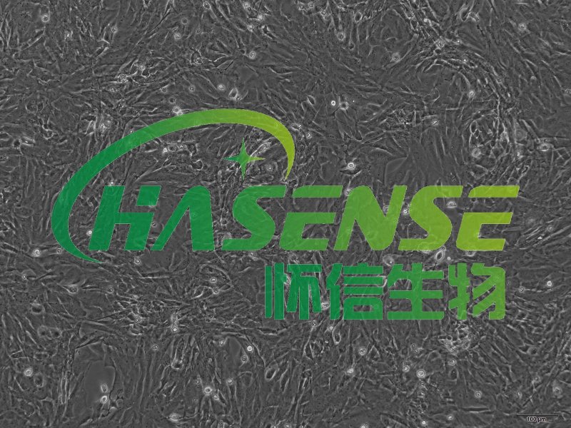 小鼠肺大動脈平滑肌細胞