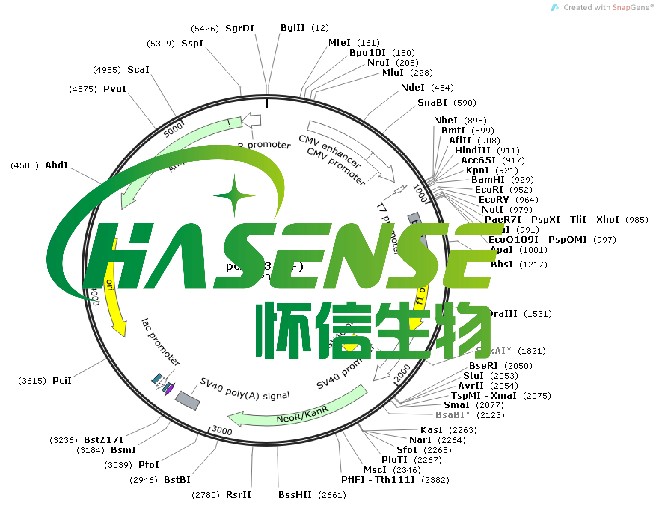 載體構(gòu)建服務