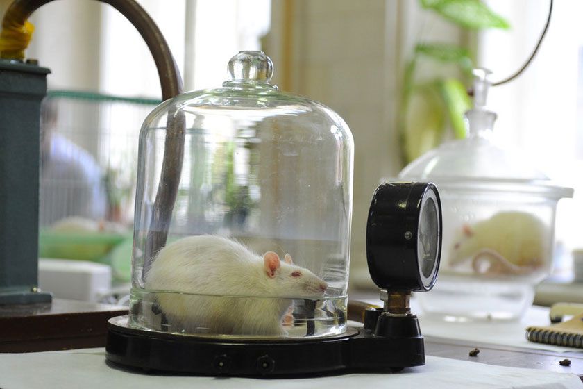 動物模型構(gòu)建服務